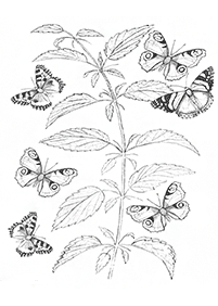 Kolorowanki z motylami – strona 90