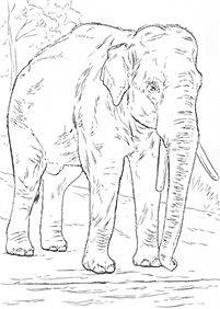 Kolorowanki ze słoniami – strona 33