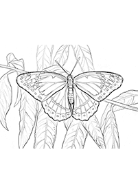 Páginas para colorir com desenhos de borboletas – Página de colorir 1