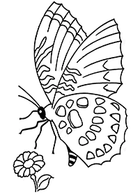 Páginas para colorir com desenhos de borboletas – Página de colorir 14