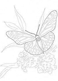 Páginas para colorir com desenhos de borboletas – Página de colorir 21
