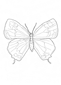 Páginas para colorir com desenhos de borboletas – Página de colorir 25