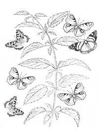 Páginas para colorir com desenhos de borboletas – Página de colorir 90