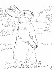 Desenhos de coelhos para colorir – Página de colorir 21