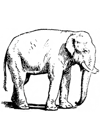 Desenhos de elefantes para colorir – Página de colorir 81