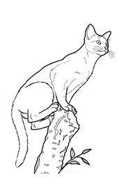 Desenhos de gatos para colorir – Página de colorir 25