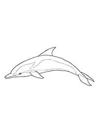Desenhos de golfinhos para colorir – Página de colorir 1