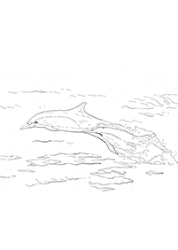 Desenhos de golfinhos para colorir – Página de colorir 17