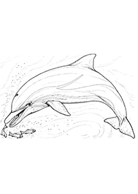 Desenhos de golfinhos para colorir – Página de colorir 29