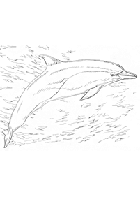 Desenhos de golfinhos para colorir – Página de colorir 49