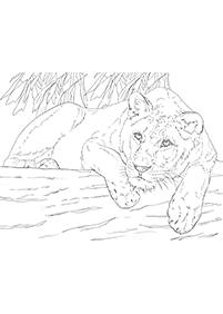 Desenhos de leões para colorir – Página de colorir 17