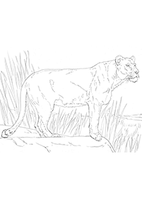Desenhos de leões para colorir – Página de colorir 21