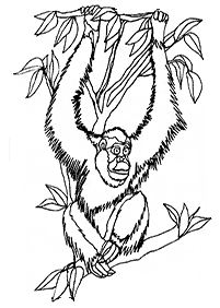 Desenhos de macacos para colorir – Página de colorir 38