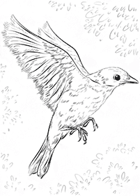 Desenhos de pássaros para colorir – Página de colorir 13