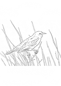 Desenhos de pássaros para colorir – Página de colorir 5