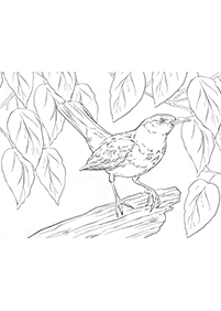 Desenhos de pássaros para colorir – Página de colorir 9
