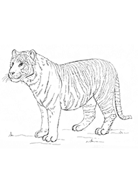 Desenhos de tigres para colorir – Página de colorir 9