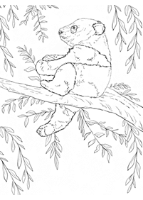 Desenhos de ursos para colorir – Página de colorir 17
