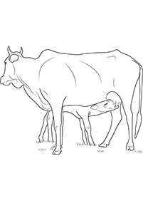 Desenhos de vacas para colorir – Página de colorir 7