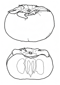 Desenhos de frutas para colorir - Página de colorir 54