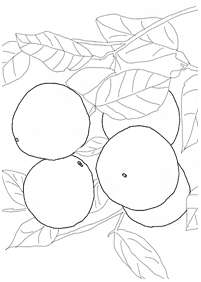 Desenhos de frutas para colorir - Página de colorir 84