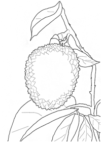 Desenhos de frutas para colorir - Página de colorir 85