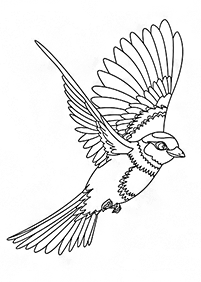 Страницы с раскрасками птиц – страница 12
