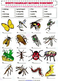 english words - worksheet 275